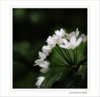 Candore.... nel sottobosco Candore.... nel sottobosco