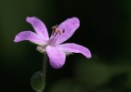 fiore di campo fiore di campo