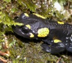 Salamandra