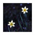 come folletti di notte come folletti di notte