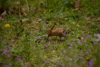 Da non molto una coppia di Upupe ha deciso di nidificare in un giardino poco frequentato in citt (Cremona) essendo raro vederle, almeno in queste zone, spero che valga la pena seguirle.