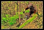 Trailwood