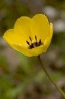 tulipano tulipano