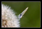 ..gli occhi blu del fiore ..gli occhi blu del fiore