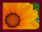 ORO ORO