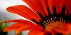 Arancio Arancio