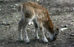 BAMBI BAMBI