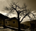 l albero e la casa l albero e la casa