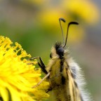 Primo piano Primo piano
