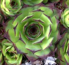 Un grasso mandala Un grasso mandala