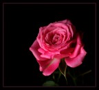 rosa...rosa rosa...rosa