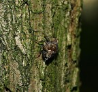 Primo post, insetto sconosciuto Primo post, insetto sconosciuto