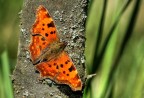 Polygonia C Polygonia C