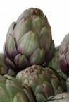IL CARCIOFO NEL MAZZO IL CARCIOFO NEL MAZZO
