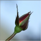 Bocciolo di Rosa 2 Bocciolo di Rosa 2