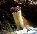 ERMELLINO CHE ESCE DALLA TANA ERMELLINO CHE ESCE DALLA TANA