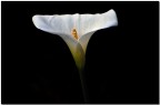 calla lily calla lily