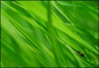 Perso nel verde