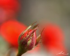 Quattro colpi di rosso Quattro colpi di rosso