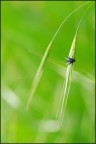 Moschina