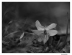 violetta violetta