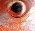 granelli di sabbia.. granelli di sabbia..