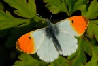 Anthocaris cardamine Anthocaris cardamine