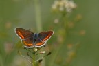 Plebejus argus femmina 2 Plebejus argus femmina 2
