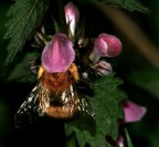 BOMBO CON CAPPELLO BOMBO CON CAPPELLO
