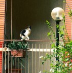 L'acrobata L'acrobata