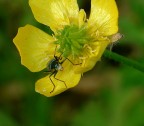 Insetto su fiore giallo Insetto su fiore giallo