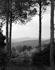Colline Livornesi: Pineta Colline Livornesi: Pineta
