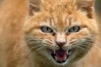 Occhi di gatto rabbioso... Occhi di gatto rabbioso...