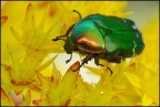 Verde su giallo Verde su giallo