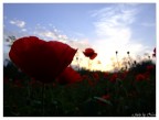 Il campo di Papaveri al tramonto (dal Basso) Il campo di Papaveri al tramonto (dal Basso)