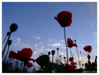 Il campo di Papaveri al tramonto (dal Basso 3) Il campo di Papaveri al tramonto (dal Basso 3)