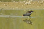 Gallinella d'acqua (forse) Gallinella d'acqua (forse)