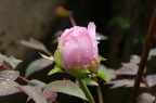 Peonia rosa Peonia rosa
