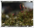 Piselli della natura patriottica! Piselli della natura patriottica!