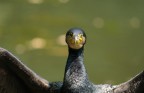 Cormorano (3) Cormorano (3)