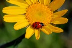 coccinella coccinella