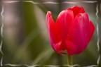 Tulipano Tulipano