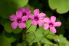 Fleur 2 Fleur 2