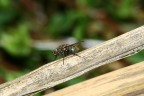 mosca mosca