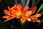 clivia clivia