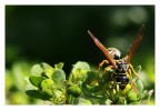 Vespa Polistes Dominulus Vespa Polistes Dominulus