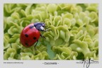 - coccinella - - coccinella -