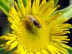 una banale mosca che da un p di colore a questo fiore.