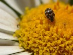 Micro world