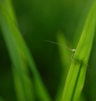 dietro il filo d'erba dietro il filo d'erba